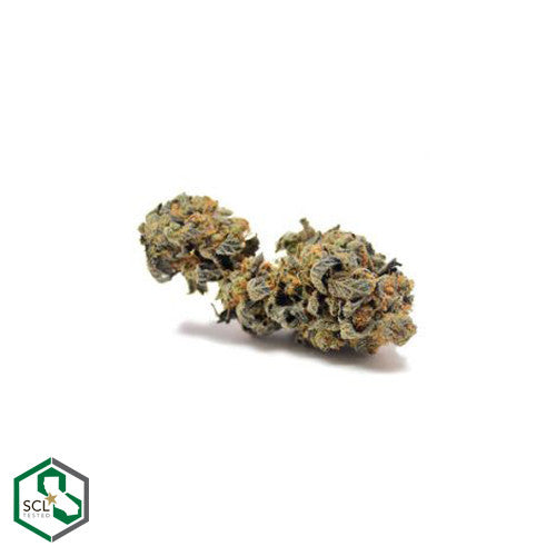 Girl Scout Cookie- Thin Mint